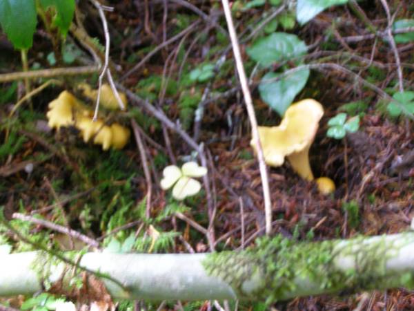 Oregon Chanterelle Mushroom