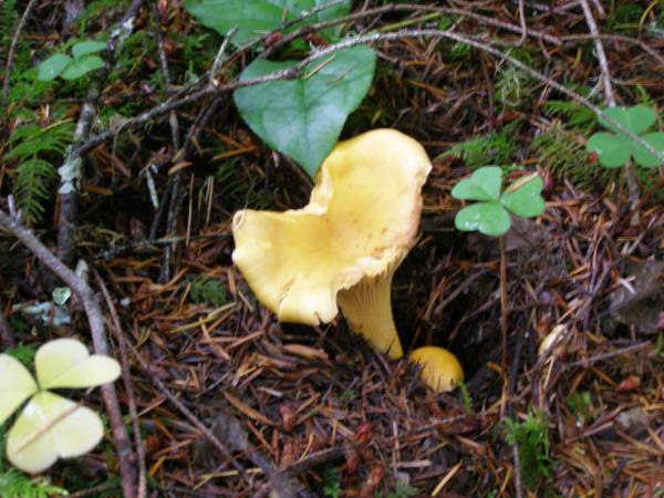 Oregon Chanterelle Mushroom