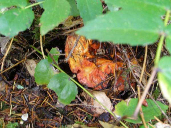 Oregon Lobster Mushroom